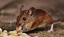 24 Hour & Emergency Exterminators in Veterans Admin Fac, AR